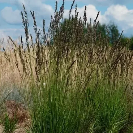 Молиния голубая «Хайдецверг» / Molinia caerulea ‘Heidezwerg’