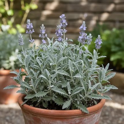 Лаванда зубчатая (Lavandula dentata)
